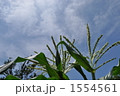 空に伸びるとうもろこし 1554561