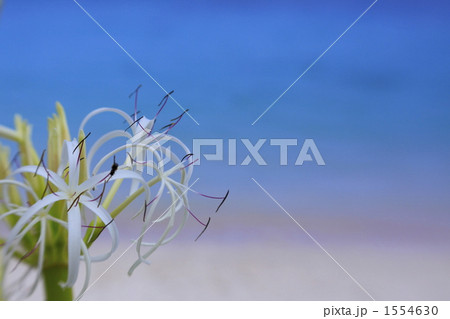 夏の思い出 1554630