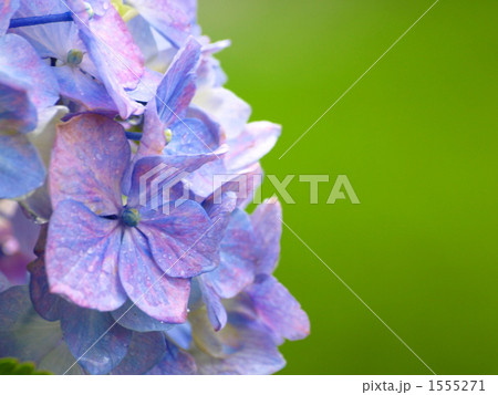 アジサイ アジサイ 1555271