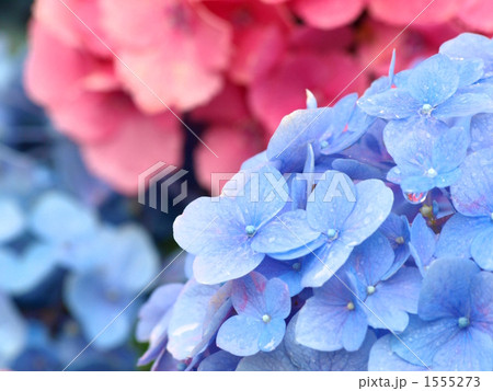 アジサイ 1555273