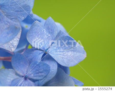 アジサイ 1555274