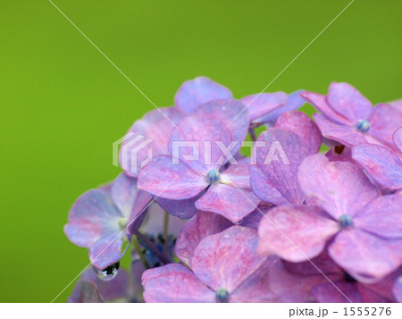 アジサイ 1555276