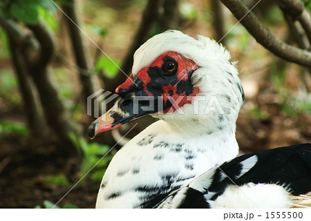 みんなに大事にしてもらってるけど、ずーっと独りぼっち。 みんなに大事にしてもらってるけど、ずーっと独りぼっち。 1555500