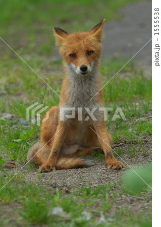 キタキツネ 1555538