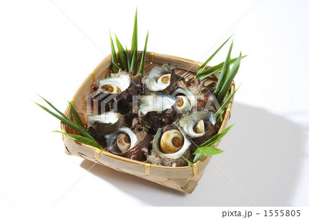 サザエ サザエ 1555805