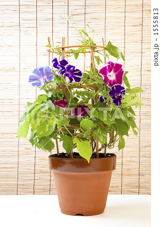 鉢植え朝顔 1555813