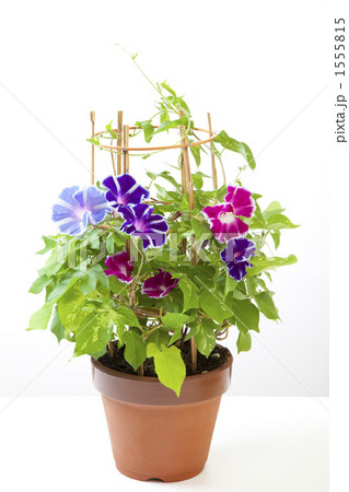 鉢植え朝顔 1555815