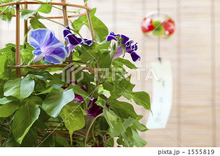 朝顔と風鈴 朝顔と風鈴 1555819