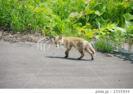 キタキツネ 1555934