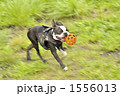 走る犬 1556013