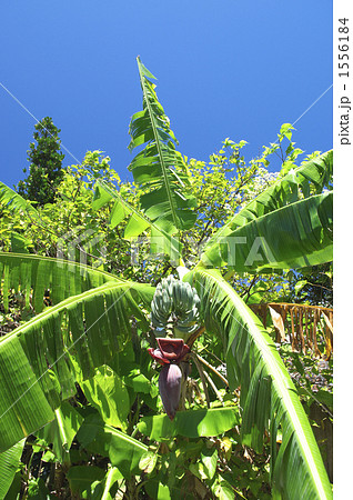 沖縄・石垣島の島バナナ 1556184
