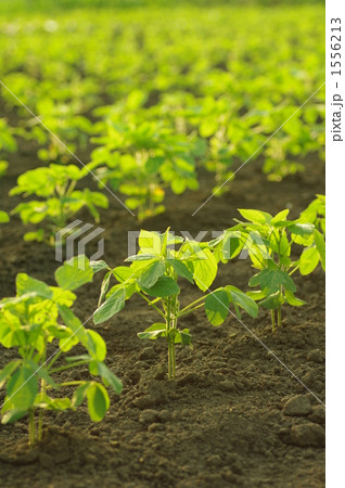 豆の苗 1556213
