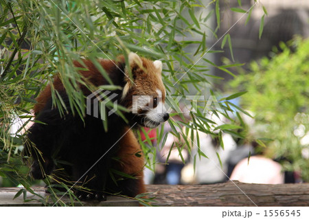 レッサーパンダの食事中 1556545