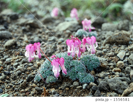 水滴がいっぱいのコマクサ 1556581