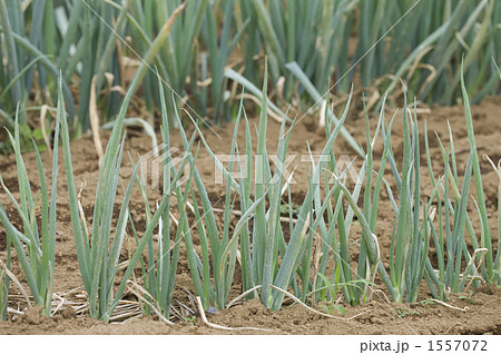 ナガネギ畑 1557072
