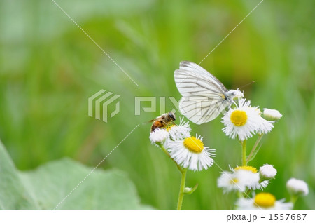 環境イメージ　ミツバチとチョウ 1557687