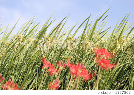 稲穂と彼岸花 1557862