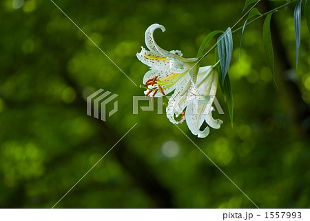 ヤマユリ 1557993