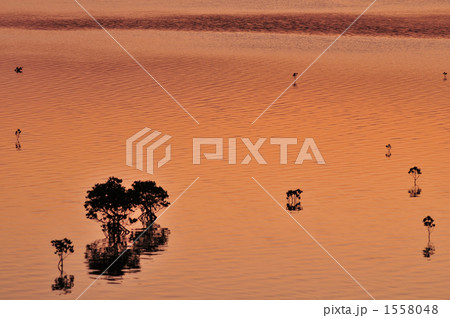 夕暮れのマングローブ 夕暮れのマングローブ 1558048