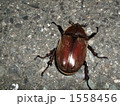 カブトムシのメス 1558456