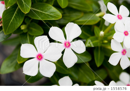 ニチニチソウ 1558576