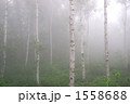 霧の白樺林 1558688