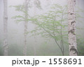 霧の白樺林 1558691