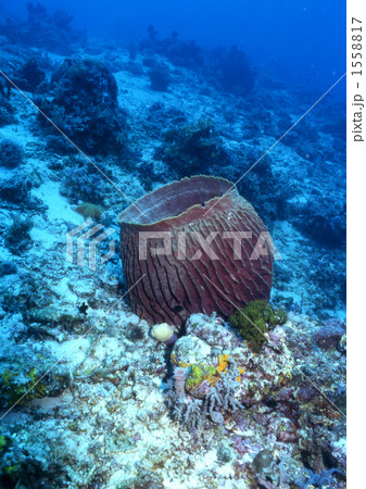 カイメン 1558817