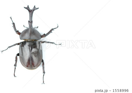 カブトムシ カブトムシ 1558996