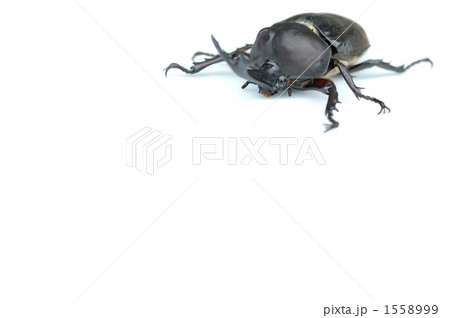 カブトムシ 1558999