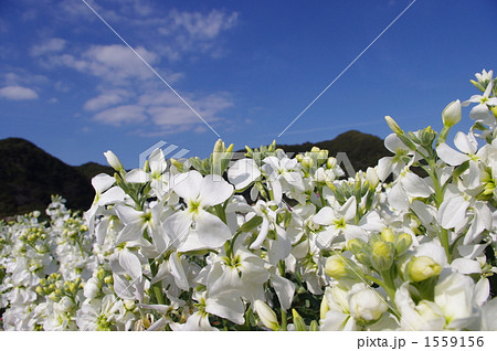 ストックの花畑と青空 1559156