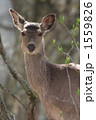 朝日を浴びたエゾシカ 1559826