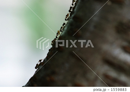 蟻の引っ越し 1559883