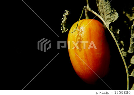 Ｓｕｎｌｉｇｈｔ Message 1559886