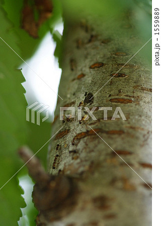 蟻の引っ越し 1559889