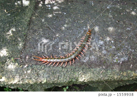 ムカデ 1559938