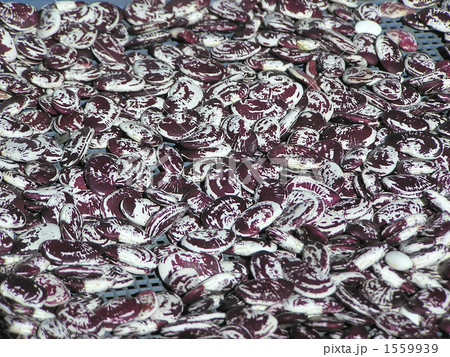 はなまめ 1559939