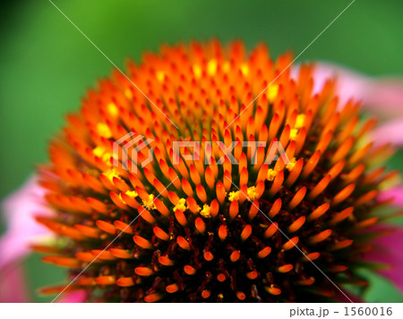 エキナケア エキナケア 1560016