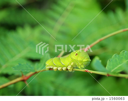 アゲハ幼虫 1560063