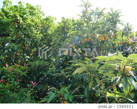 びわの木 1560321