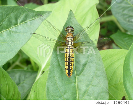 ハラビロトンボ♀ ハラビロトンボ♀ 1560442