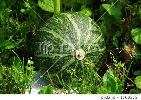 カボチャの実の生長 1560555