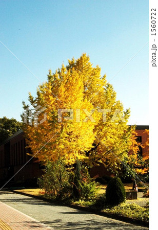 文化いちょう 1560722