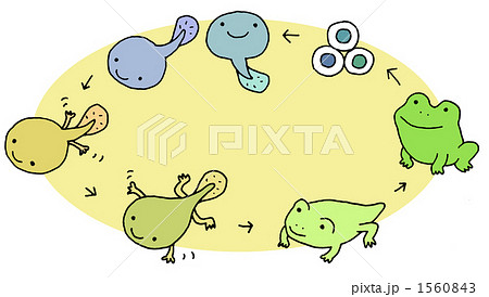 生生流転(蛙の変態)背景あり 1560843