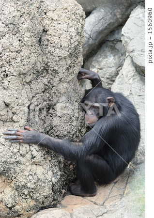 チンパンジー 1560960