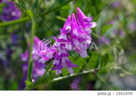 クサフジ 1561050