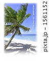 浜辺の椰子の木 1561152