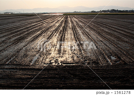 坂井平野の風景 坂井平野の風景 1561278