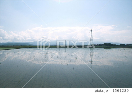 坂井平野の風景 坂井平野の風景 1561289