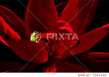 古代蓮の上で思案に耽る蛙 1561339